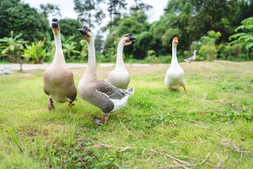 goose farming, animal living in nature farm, white goose bird or big duck with feather