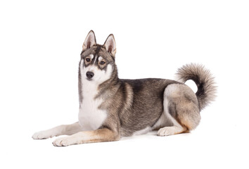 Portrait of a 6 month old Siberian Husky lying down and facing the front on a white background