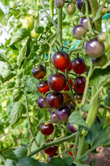 Ripe and unripe purple tomatoes growing on branch