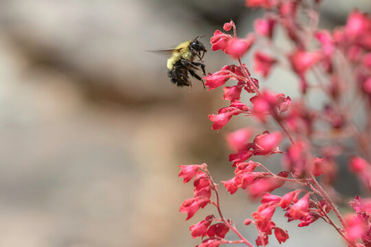 Half-black Bumble Bee nectaring on Coral Bells