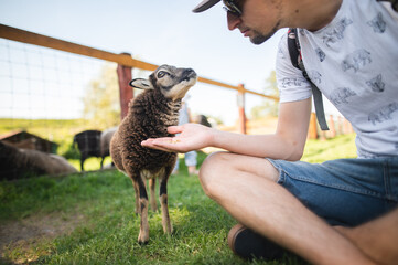 A young male and a miniature quessant sheep