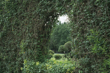 green plant with nature leaf, tree and environmental background in eco concept