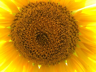 through the sunflower the rays of the sun shine dazzling bright burning