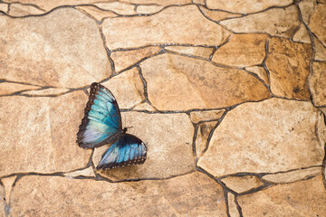 Exotic tropical butterfly in interior detail.