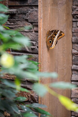 Exotic tropical butterfly in interior detail.