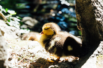duck bird chick on the shore of the lake