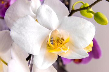 white orchid - phalaenopsis with a yellow center