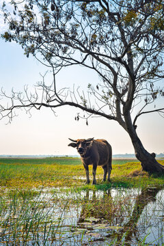 A buffalo stood in a canopy of trees on the edge of a shallow lake.