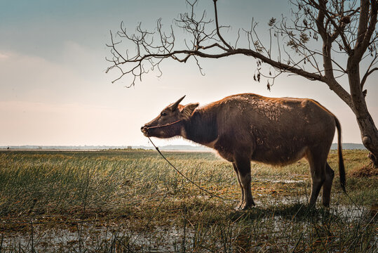 A buffalo stood in a canopy of trees on the edge of a shallow lake.
