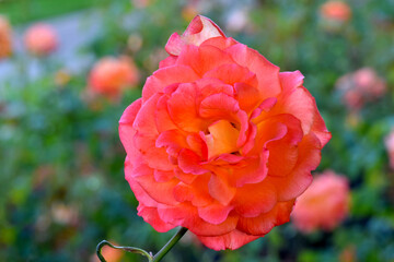 Dynasty Rose Mandala 01