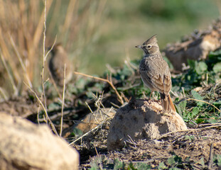 Thekla's lark (Galerida Theklae) percing on a small rock