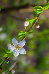 A branch of a cherry with a white flower on a bright blurred vertical green background. Spring mood.