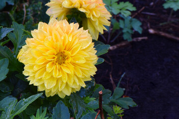 Yellow Dahlia Mandala