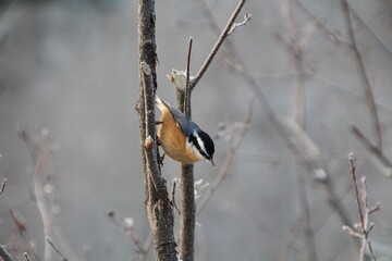 Bird On The Branch, Whitemud Park, Edmonton, Alberta