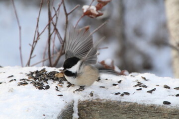 bird on the snow, Whitemud Park, Edmonton, Alberta