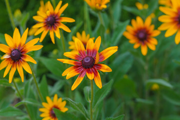 Black-eyed Susan in bloom in the garden, floral background.