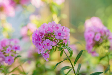 Pink phlox (Phlox paniculata) blooms in the summer garden. Fall phlox close up in bloom