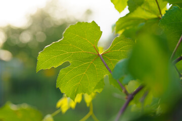 Young green common grape vine leaves close up in the garden.  grapevine plant, Spring floral background