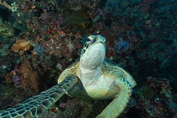 tartaruga verde sulla barriera corallina