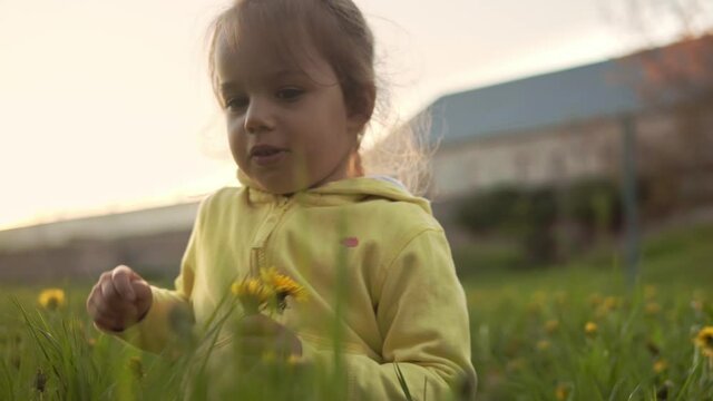 Authentic cute little preschool baby girl in yellow grey collect dandelion flowers in park on grass at spring sunset. child on nature during sun rise. Childhood, parenthood, family, lifestyle concept