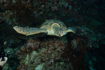 tartaruga verde sulla barriera corallina