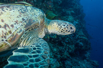 Tartaruga Verde mentre nuota nell'oceano con barriera corallina sullo sfondo