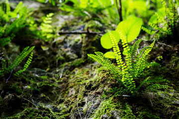 A young green fern growing on a rock.