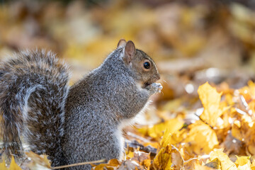 Close-up of Cute Eastern Gray Squirrel Eating Seeds in Fall Leaves