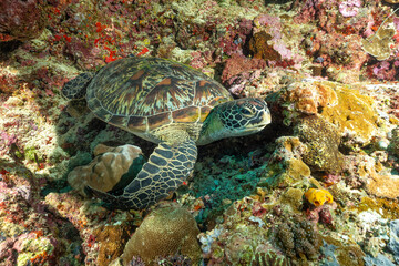 tartaruga verde sulla barriera corallina