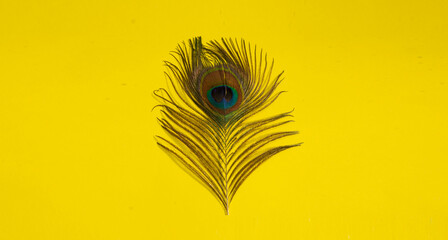 peacock feather on yellow background