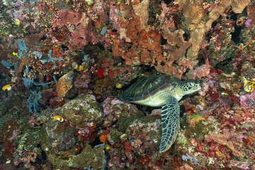 tartaruga verde sulla barriera corallina