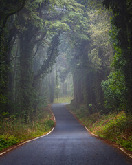 Foggy road in Sintra mountain forest, Portugal