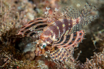 Shortfin Turkeyfish, Dendrochirus brachypterus on reef