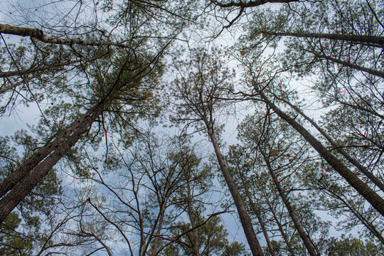 Looking up to the tree canopy, trees are tall and slender trunks.  