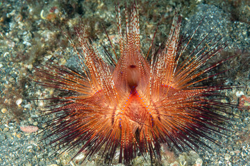 riccio rosso, Astropyga radiata, su sabbia vulcanica © Massimo