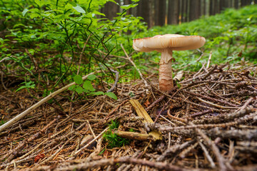 Toadstool growing in the forest.