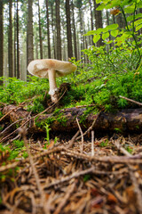 Toadstool growing in the forest.
