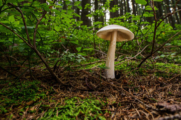 Toadstool growing in the forest.