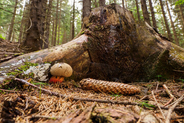 Boletus cross growing near a tree trunk in the forest.