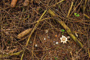 Boletus starfish growing in the forest.