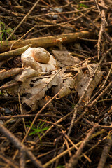 Boletus starfish growing in the forest.