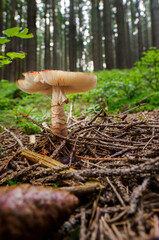 Toadstool growing in the forest.