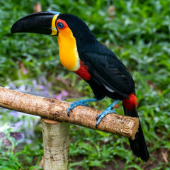 Toucan in the Brazilian Amazon rainforest. Photographed in Belem, State of Para, Brazil.