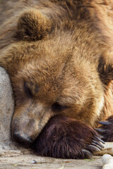 Fototapeta premium Resting brown bear in detail.