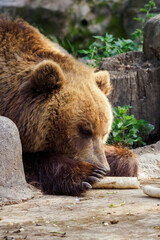 Obraz premium Resting brown bear in detail.