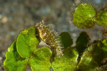 Piccola bavosa fasciata appoggiata su alga verde