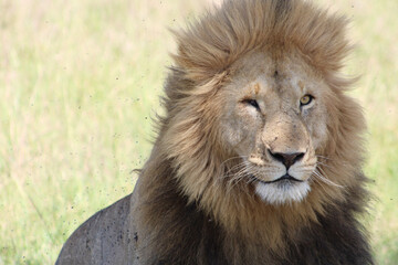 Fototapeta premium lion in the grass