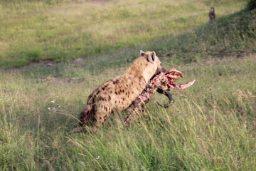 Naklejka na ściany i meble cheetah in serengeti