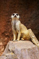 Fototapeta premium Meerkat sitting on a stone.