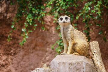 Meerkat sitting on a stone.